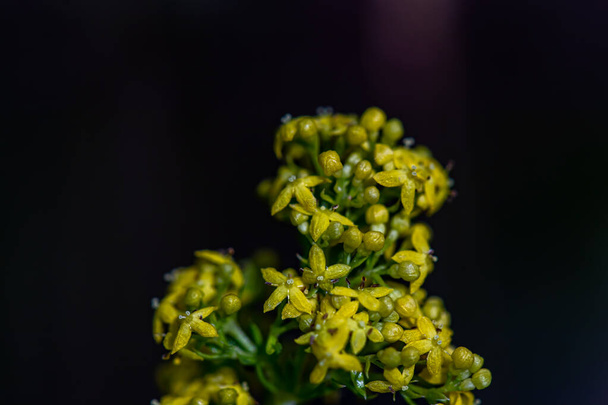Galium verum λουλούδι στα βουνά, κοντινό πλάνο πυροβολούν - Φωτογραφία, εικόνα