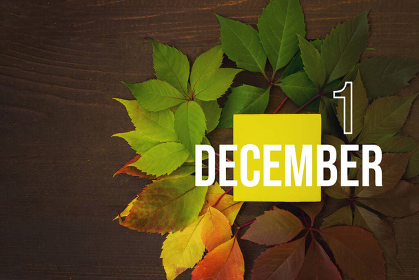 1. prosince. Den 1 měsíce, kalendářní datum. Podzimní listy přechod ze zelené na červenou s kalendářním dnem na žlutém náměstí, dřevěné pozadí. Zimní měsíc, den v roce koncept - Fotografie, Obrázek
