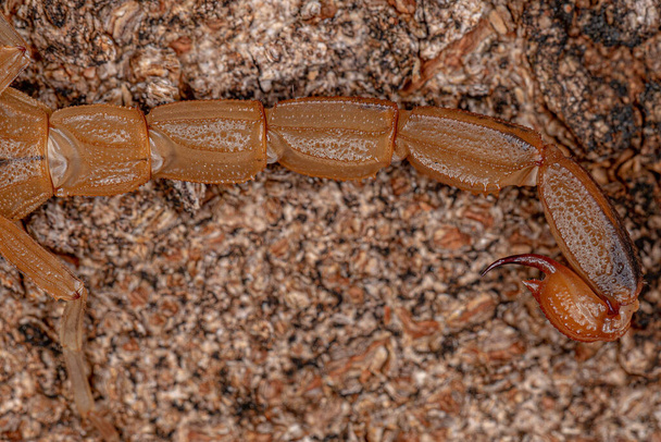 Volwassen vrouwelijke Braziliaanse gele schorpioen van de soort Tityus serrulatus - Foto, afbeelding