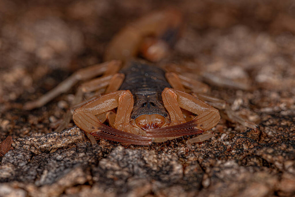 Aikuinen brasilialainen naaras Tityus serrulatus lajin keltainen skorpioni - Valokuva, kuva