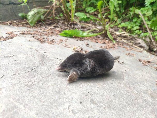 dead mole, the destruction of rodents in the backyard - Photo, Image