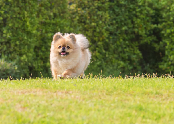 Cute puppy Pomeranian Mixed breed Pekingese dog run on the grass with happiness. - Foto, imagen