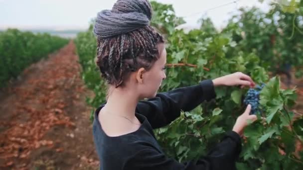 Jonge vrouw met dreadlocks wandelen in wijngaard - scheurt af en eet zwarte druiven - Video