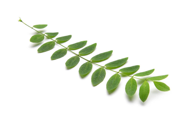 Rama con hojas verdes aisladas en blanco - Foto, Imagen