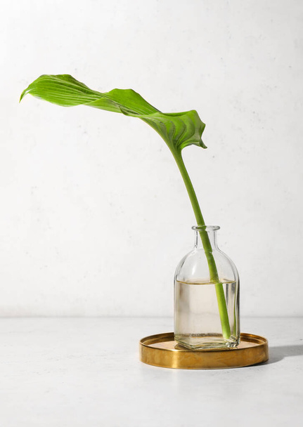 Green tropical leaf in vase on light background - Photo, Image
