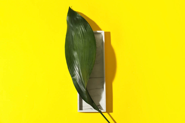 Green tropical leaf on color background - Foto, imagen