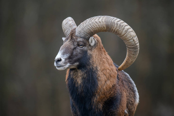 Big mouflon animal. Ovis gmelini, forest horned animal in nature habitat. Wildlife scene from nature - Photo, Image