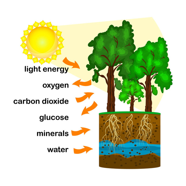 Photosynthesis diagram. Process of plant produce oxygen. Photosynthesis process labelled. Science education botany poster. Photosynthesis process poster with plant, text and arrows. Stock vector illustration - ベクター画像