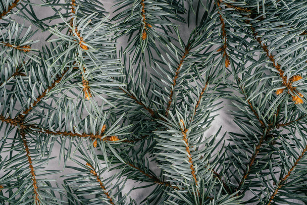 Hintergrund kreatives Bild mit Nahaufnahme Textur von Tannenzweigen. Frohe Weihnachten und ein gutes neues Jahr. Ansicht von oben. Kopierraum - Foto, Bild