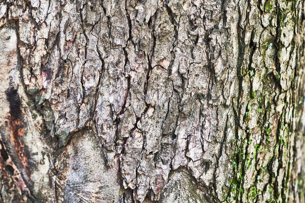 Beautiful tree bark texture image - Fotografie, Obrázek