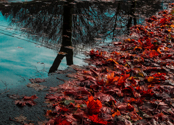 Un árbol se refleja en un charco de otoño lleno de hojas rojas - Foto, imagen