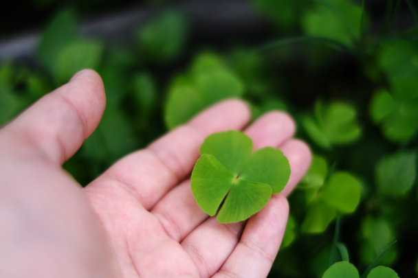 Una mano recogiendo un trébol verde de 4 hojas de un jardín, ahorrándolo como un amuleto de buena suerte. Las cuatro hojas representan esperanza, fe, amor y suerte. - Foto, Imagen