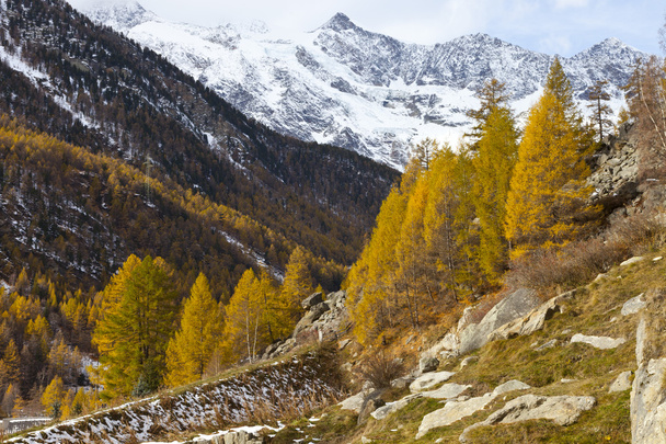 Colores otoñales bosques y picos de montañas de nieve en los Alpes suizos
 - Foto, imagen