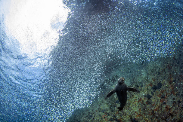 Chiot californien otarie chasse au phoque dans les sardines boule de poisson - Photo, image