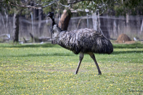 the australian emu is a tall bird that cannot fly - Foto, afbeelding