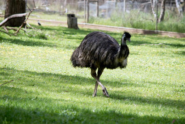 the Australian emu is walking in a field - Φωτογραφία, εικόνα