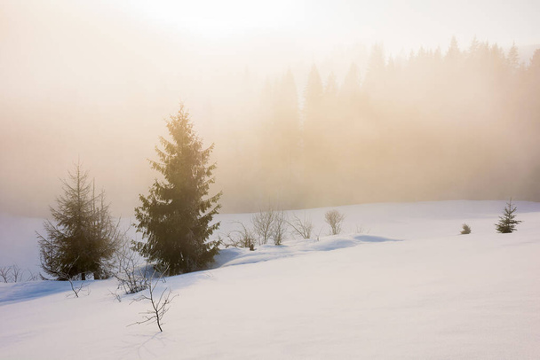 雪に覆われた丘の上の木。霧の輝く朝の光で冬のシーン。遠くに針葉樹林があり - 写真・画像