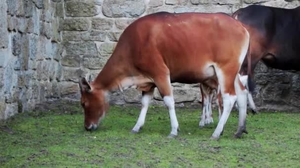 Közelkép egy zöld füvet evő tehénről. - Felvétel, videó