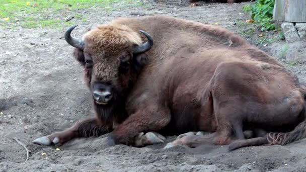Primer plano del bisonte que yace en el suelo. Bisonte mastica hierba y menea su cola. - Metraje, vídeo