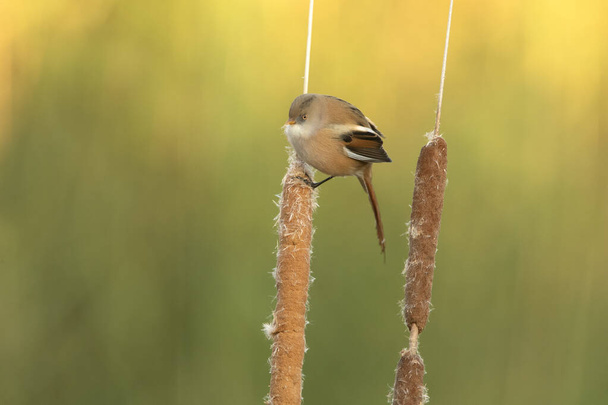 Female Bearded reedling with the first light of day on the vegetation of a wetland in central Spain - Foto, Bild