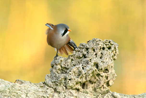 Adult male Bearded reedling inside a wetland in central Spain with the first light of day - Photo, Image