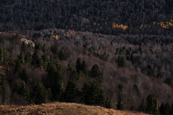 Prachtige minimalistische achtergrond van herfstbos vanuit vogelperspectief. Gele bomen, sparren en dennen zijn van verre van drone te zien. De natuur is bijzonder mooi in de herfst. - Foto, afbeelding