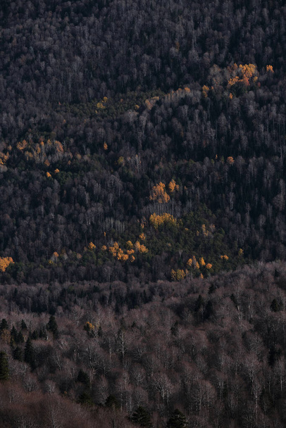 Prachtige minimalistische achtergrond van herfstbos vanuit vogelperspectief. Gele bomen, sparren en dennen zijn van verre van drone te zien. De natuur is bijzonder mooi in de herfst. - Foto, afbeelding