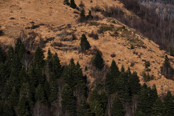 Hermoso fondo minimalista de bosque de otoño de aves vista. Árboles amarillos, abetos y pinos se pueden ver desde lejos desde el dron. La naturaleza es especialmente hermosa en otoño. - Foto, Imagen