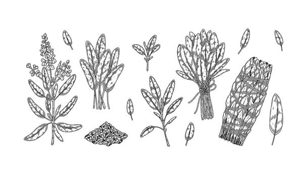 Serie di rami e foglie di salvia disegnati a mano. Illustrazione vettoriale in stile schizzo - Vettoriali, immagini