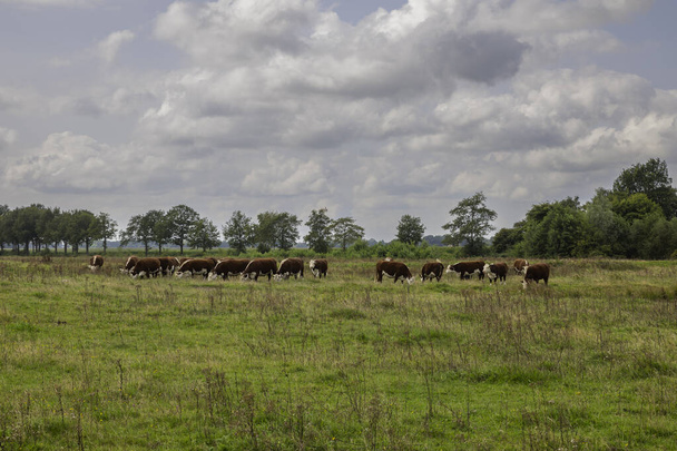 csoport tehenek barna és fehér hollandiai - Fotó, kép
