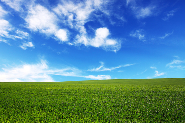 campo su uno sfondo del cielo blu - Foto, immagini