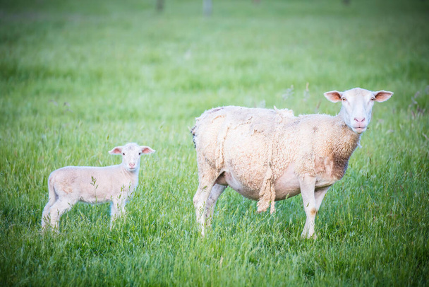 Famiglia di pecore in Australia - Foto, immagini