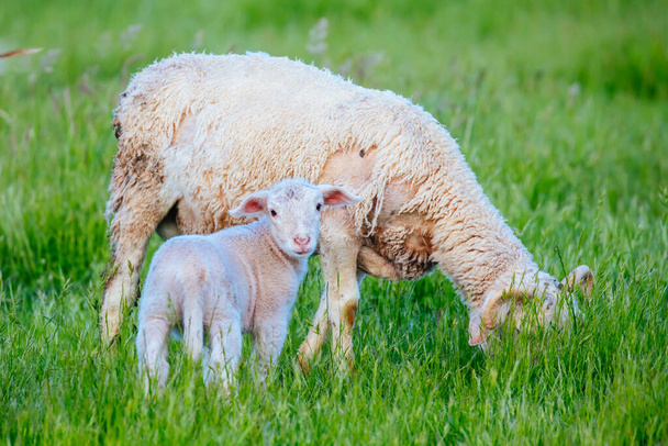 Famiglia di pecore in Australia - Foto, immagini