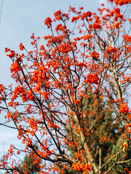 青い空に対して秋のアシュベリー - 写真・画像