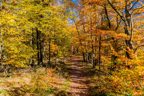チューリンゲンの森の端にあるアイゼナハのワーツバーグ町を秋の散歩 – テューリンゲン州 - 写真・画像