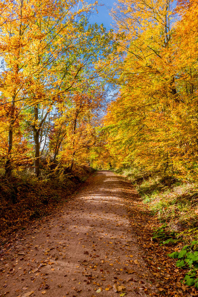 Jesienny spacer po mieście Wartburg Eisenach na skraju lasu Turyngii - Turyngia - Zdjęcie, obraz