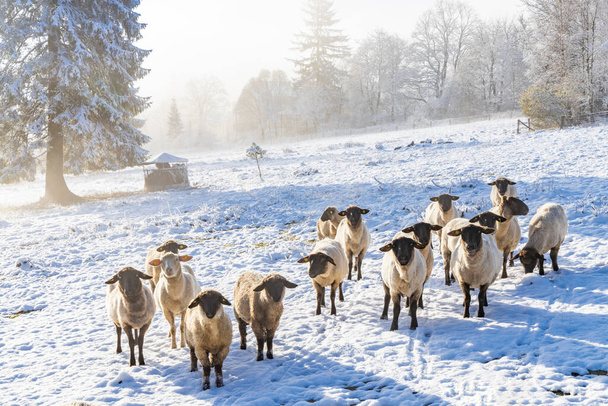Вівці в Орликському хорі, Східна Богемія, Чехія - Фото, зображення