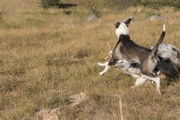 Mavi merle Avusturalya çoban köpeği İtalya 'da Liguria' da bir pitbull köpek yavrusuyla Praglia 'nın çayırına koşar ve atlar. - Fotoğraf, Görsel
