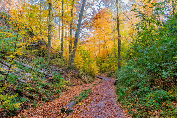 Φθινόπωρο με τα πόδια γύρω από την πόλη Wartburg του Eisenach στην άκρη του δάσους της Θουριγγίας - Θουριγγία - Φωτογραφία, εικόνα