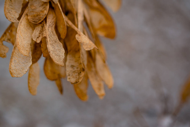Фотография семян клена на заднем плане. Кленовые семена осенью на ветке на светлом размытом фоне. Кленовые семена коричневого цвета концепция плаката на стене - Фото, изображение