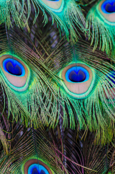 Павиний хвіст перо фону - Фото, зображення