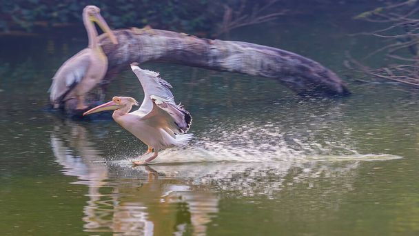 Vaaleanpunainen Pelikaani laskeutuu järveen lennon jälkeen ja käyttää jarruja - Valokuva, kuva