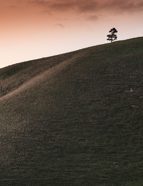 Splendida alba autunnale sulla collina con singolo albero e arancio sk
 - Foto, immagini