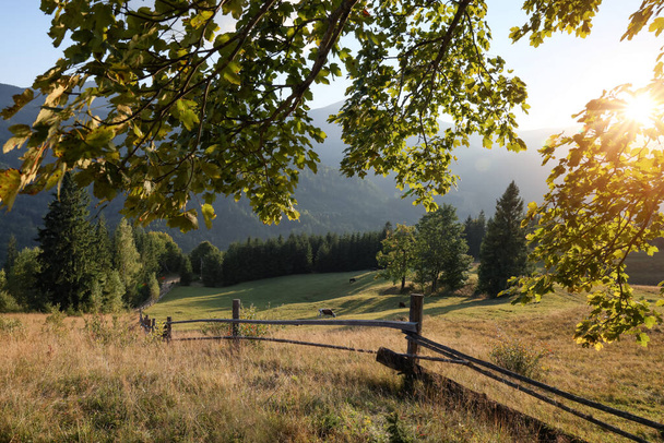 Morning sun shining through tree branches on pasture in mountains - Фото, зображення