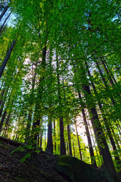 Ormanda güzel, uzun, yeşil ağaçlar. Arkaplan - Fotoğraf, Görsel