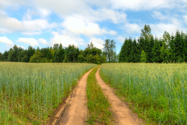 ライ麦のフィールドを介してライ fieldcountry 道を通って国の道路 - 写真・画像