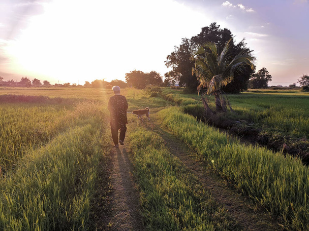 Старая азиатка, пожилая женщина, гуляет с собакой на рисовом поле на закате. старший досуг - Фото, изображение