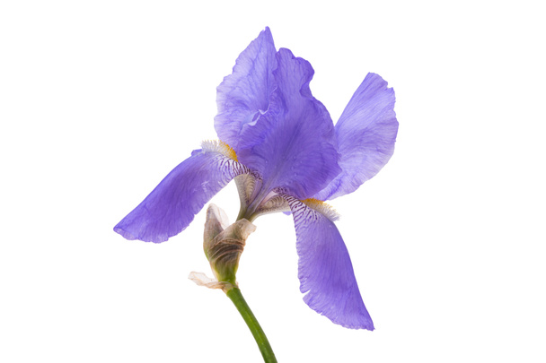 Iris Blume isoliert auf weißem Hintergrund  - Foto, Bild