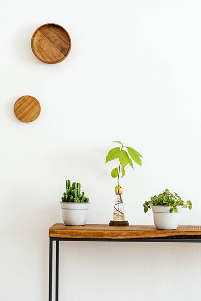 Stylish composition of living room interior with white wall, green plants in white hipster designed pots on the wooden scandinavian console. Minimalistic concept. Copy space. Template - Fotoğraf, Görsel
