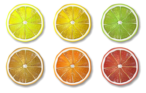 Fatias de citrinos. Cortes de laranja, limão, limão e toranja. - Vetor, Imagem